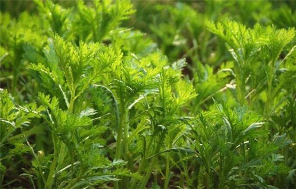 茴香种植时间和方法，茴香种植时间的春秋两季