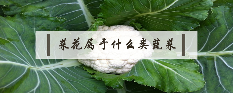 菜花属于什么类蔬菜