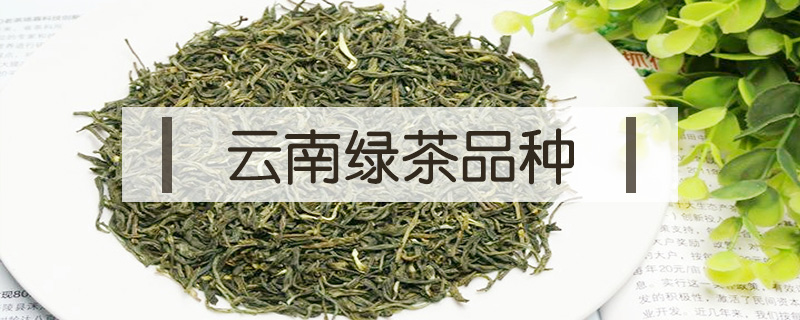 云南绿茶品种