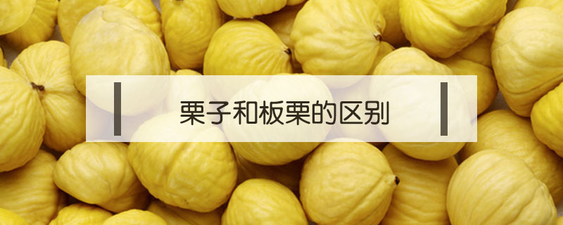 栗子和板栗的区别