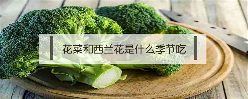 花菜和西兰花是什么季节吃