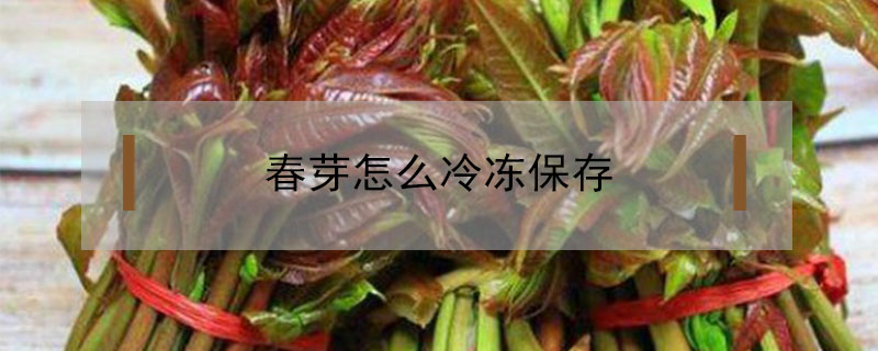 春芽怎么冷冻保存