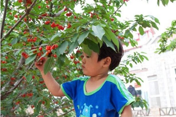 樱桃吃多了会怎么样 樱桃什么情况下不能吃