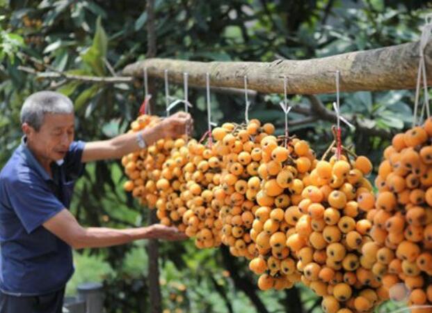 孕妇可以吃枇杷吗 枇杷花茶的功效与作用