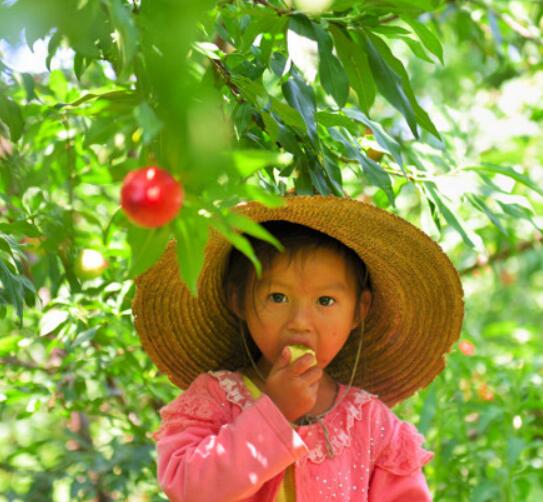 油桃吃多了会怎么样 孕妇可以吃油桃吗