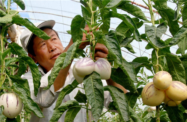 人参果怎么吃要削皮吗 人生果中间的瓤能吃吗