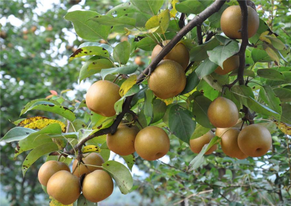 夏天吃什么水果好 夏天吃什么水果降火