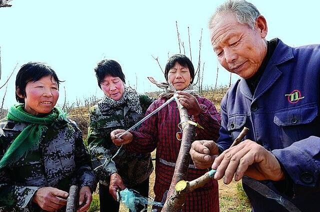 樱桃树种下几年能长樱桃(3-6年结果)，樱桃树种怎么种能出得快