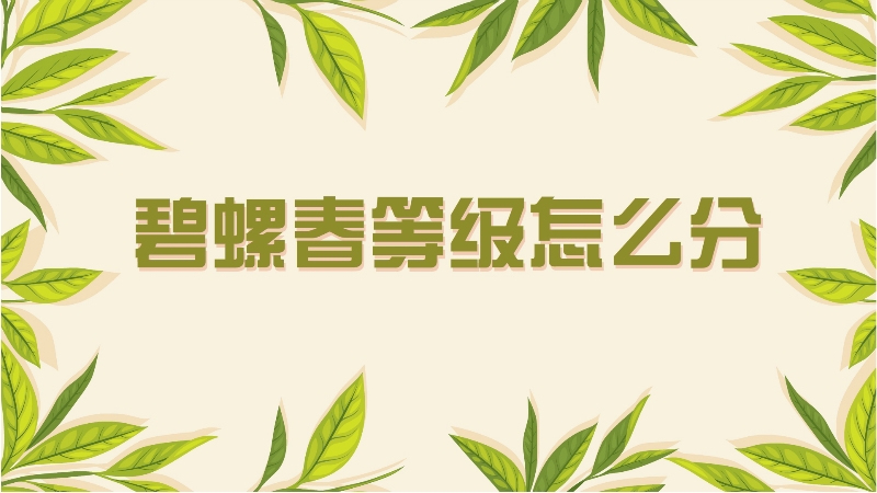 碧螺春等级怎么分