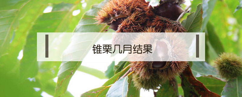 锥栗几月结果