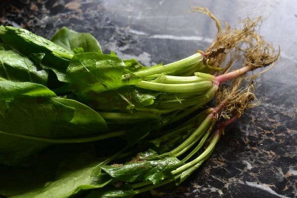 菠菜根色是什么颜色，葱和菠菜的根有什么不同