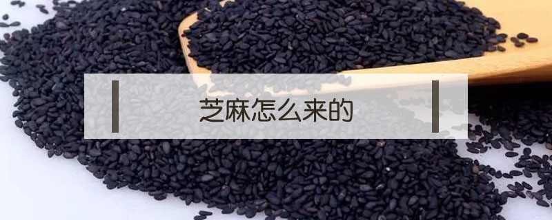 芝麻怎么来的