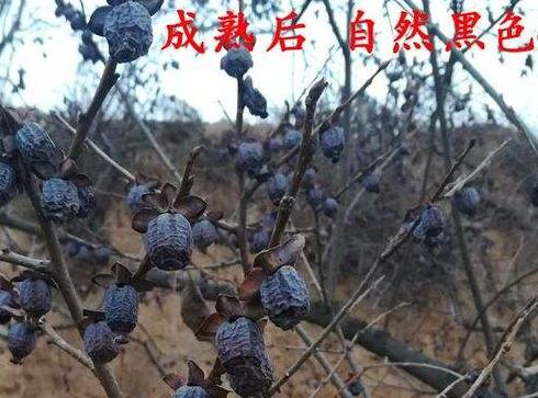 乌枣和黑枣的区别哪个无核