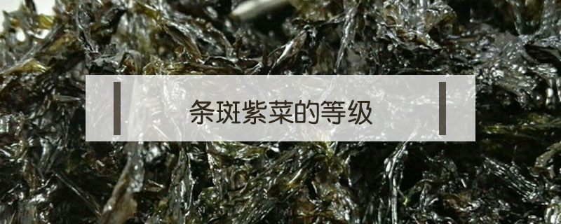 条斑紫菜的等级