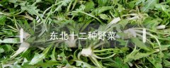 东北十二种野菜